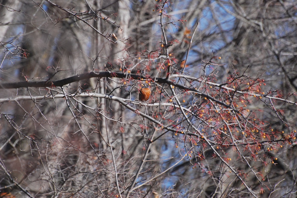 American Robin - ML646415380