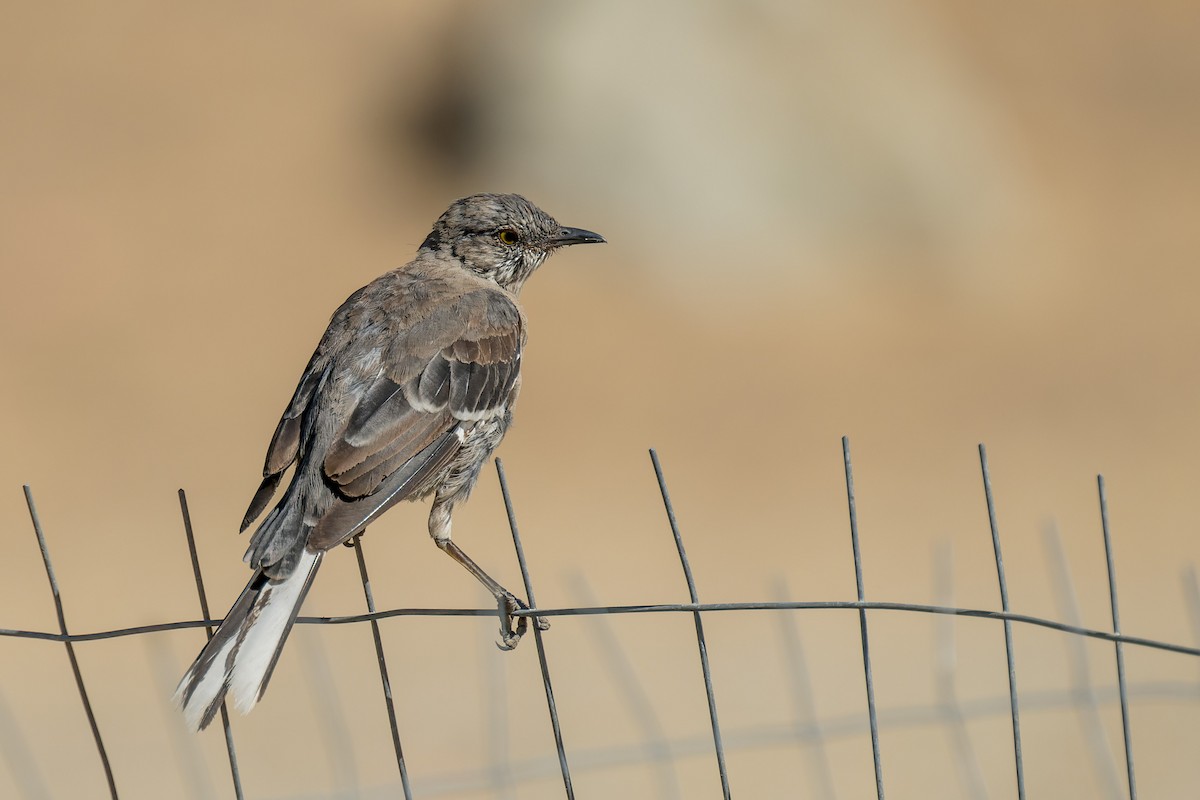 drozdec mnohohlasý - ML646415381