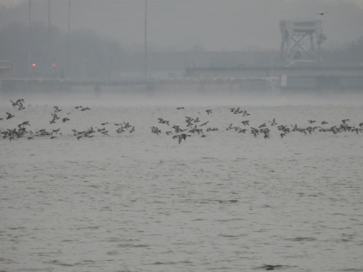 Lesser Scaup - ML646415383