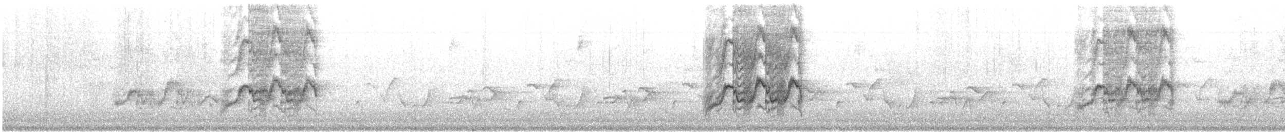 White-throated Jay - ML646415387