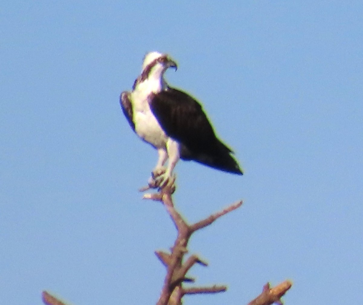Osprey - ML646415388
