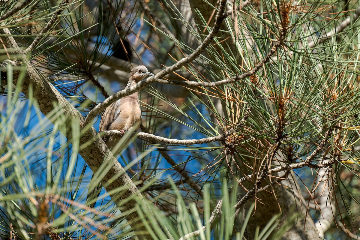 hrdlička kropenatá - ML646415389