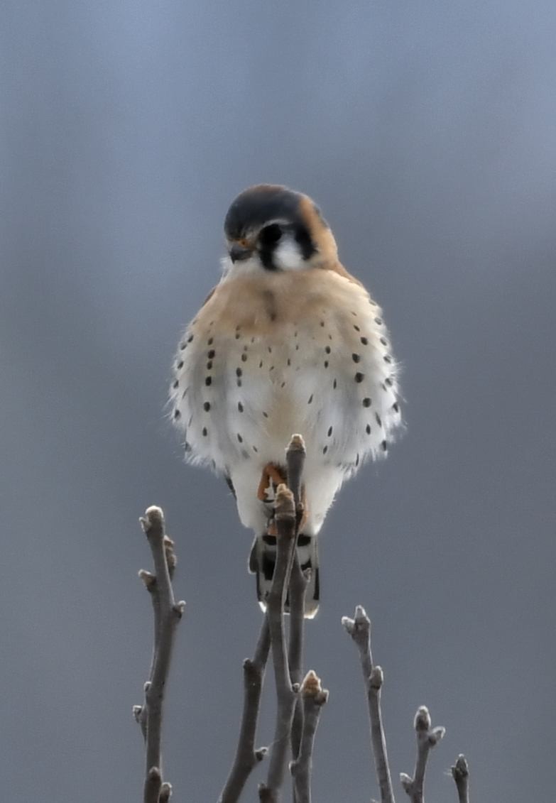 Cernícalo Americano - ML646415390
