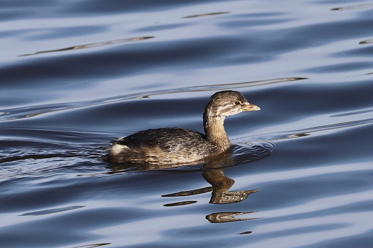 Pied-billed Grebe - ML646415391