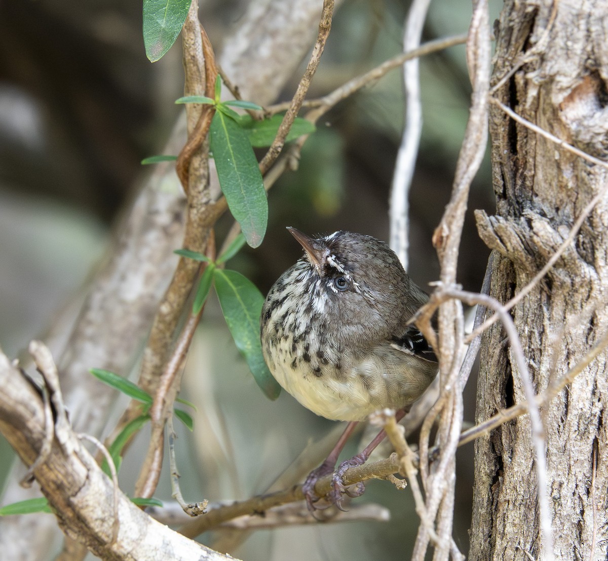 Spotted Scrubwren - ML646415392