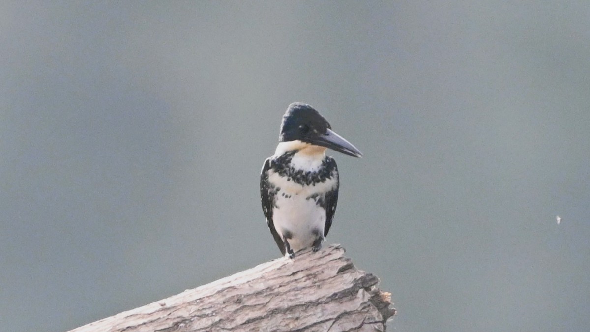 Grünfischer - ML646415393