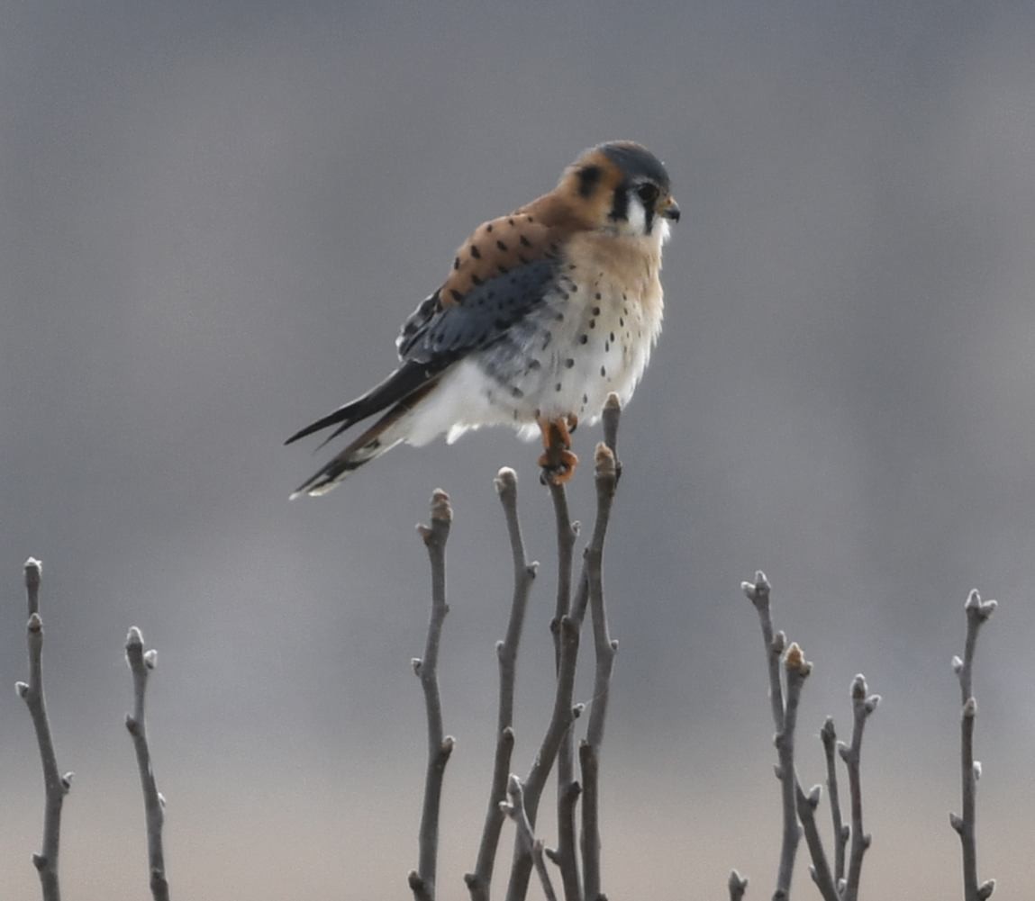 Cernícalo Americano - ML646415394