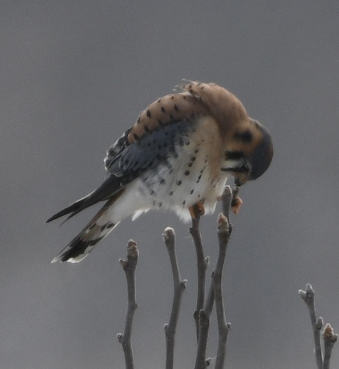 Cernícalo Americano - ML646415395