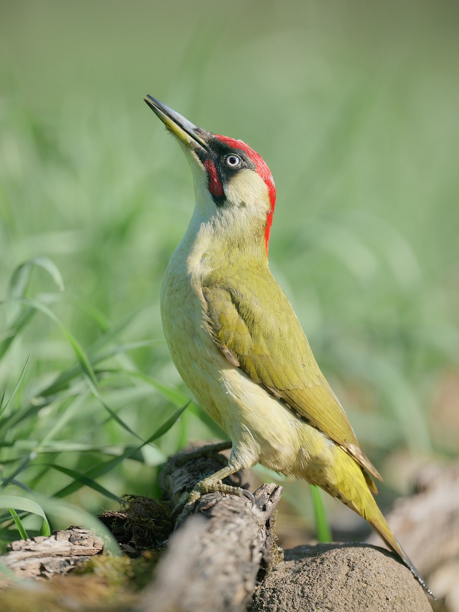 Eurasian Green Woodpecker - ML646415396