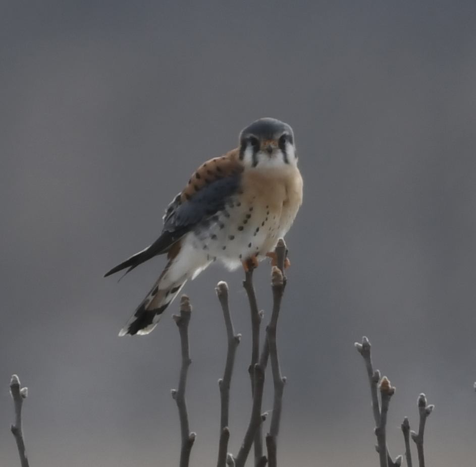 Cernícalo Americano - ML646415397