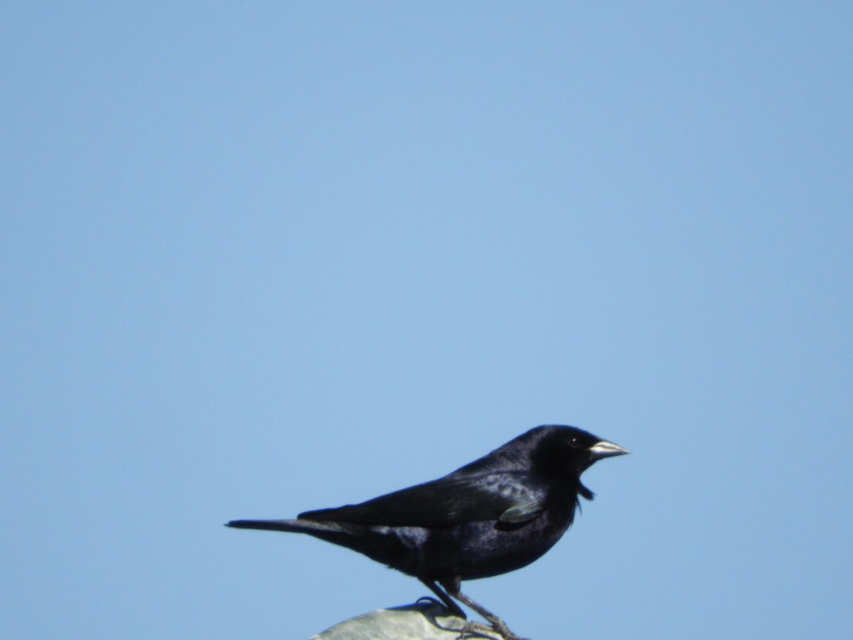 Shiny Cowbird - ML646415399
