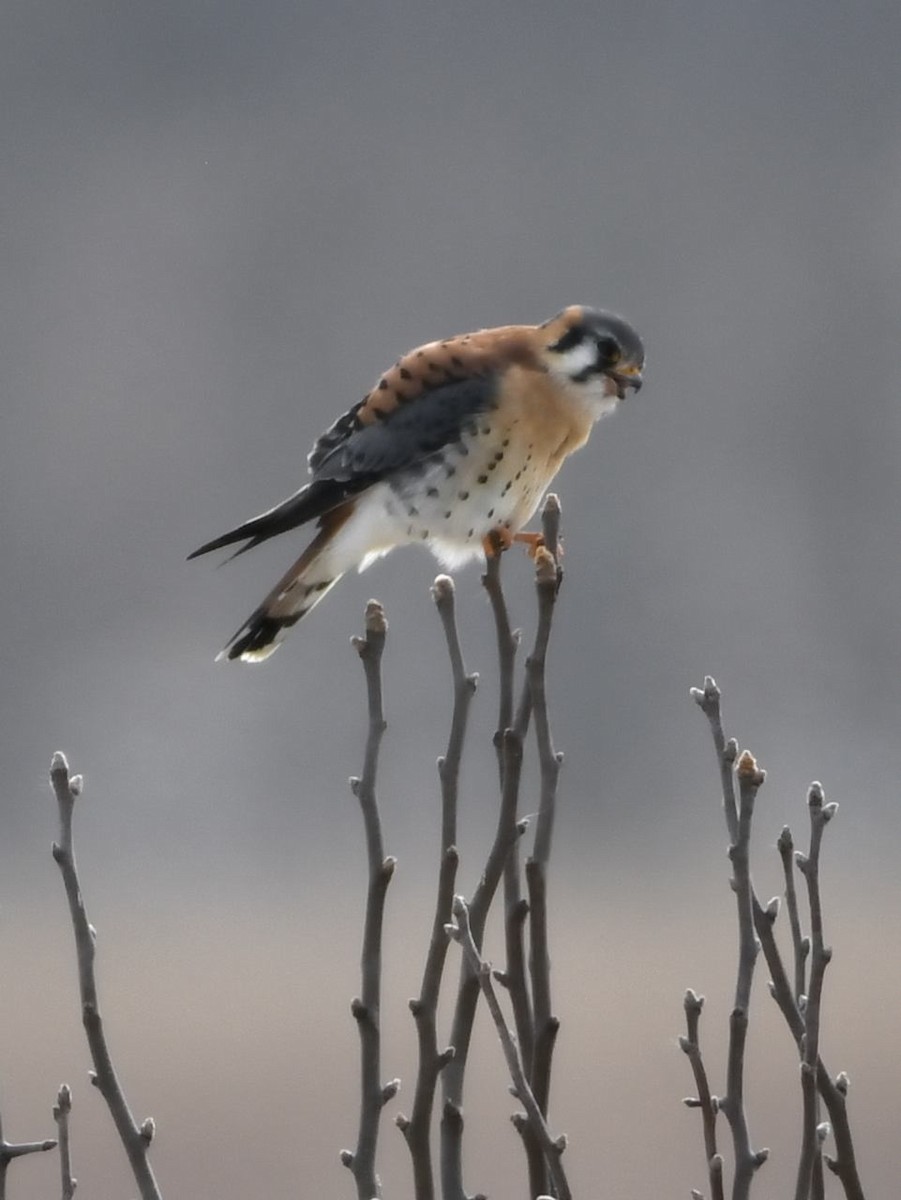 Cernícalo Americano - ML646415401