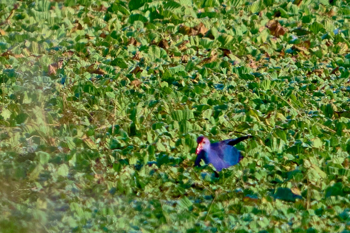 Gray-headed Swamphen - ML646415402