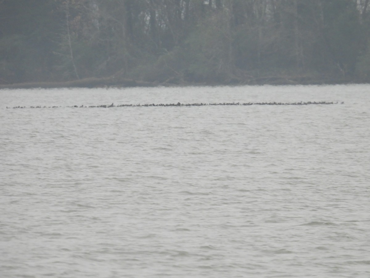 Lesser Scaup - ML646415404