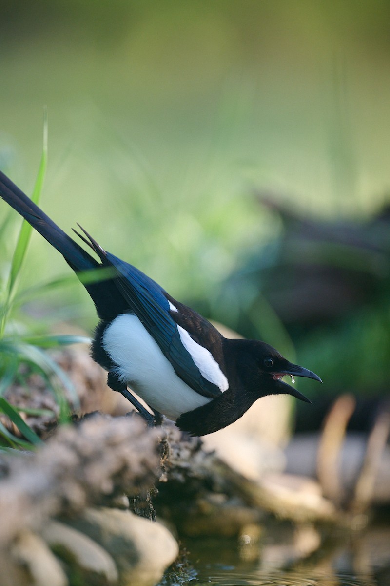 Eurasian Magpie - ML646415406