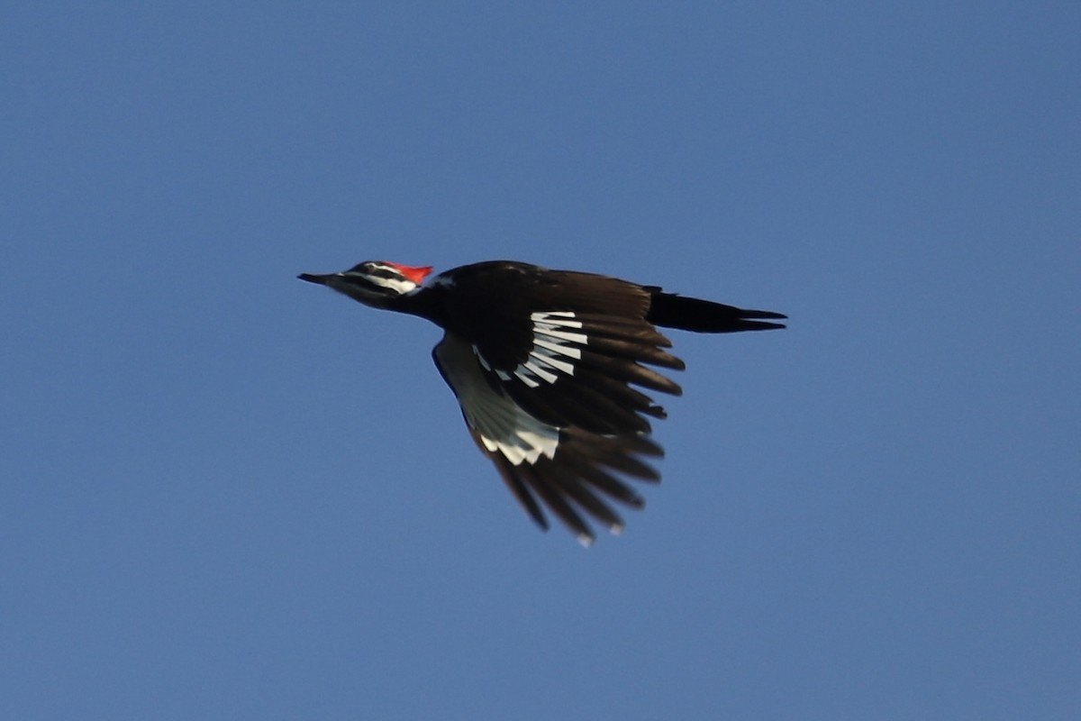 Pileated Woodpecker - ML646415407
