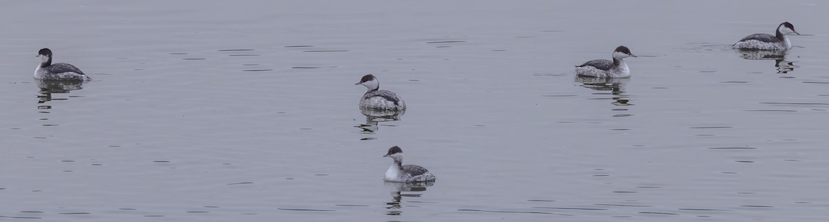Пірникоза червоношия - ML646415409