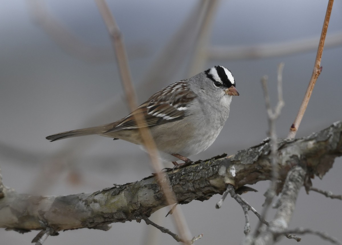 Chingolo Coroniblanco - ML646415410