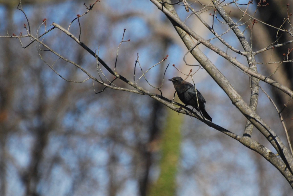 Rusty Blackbird - ML646415411