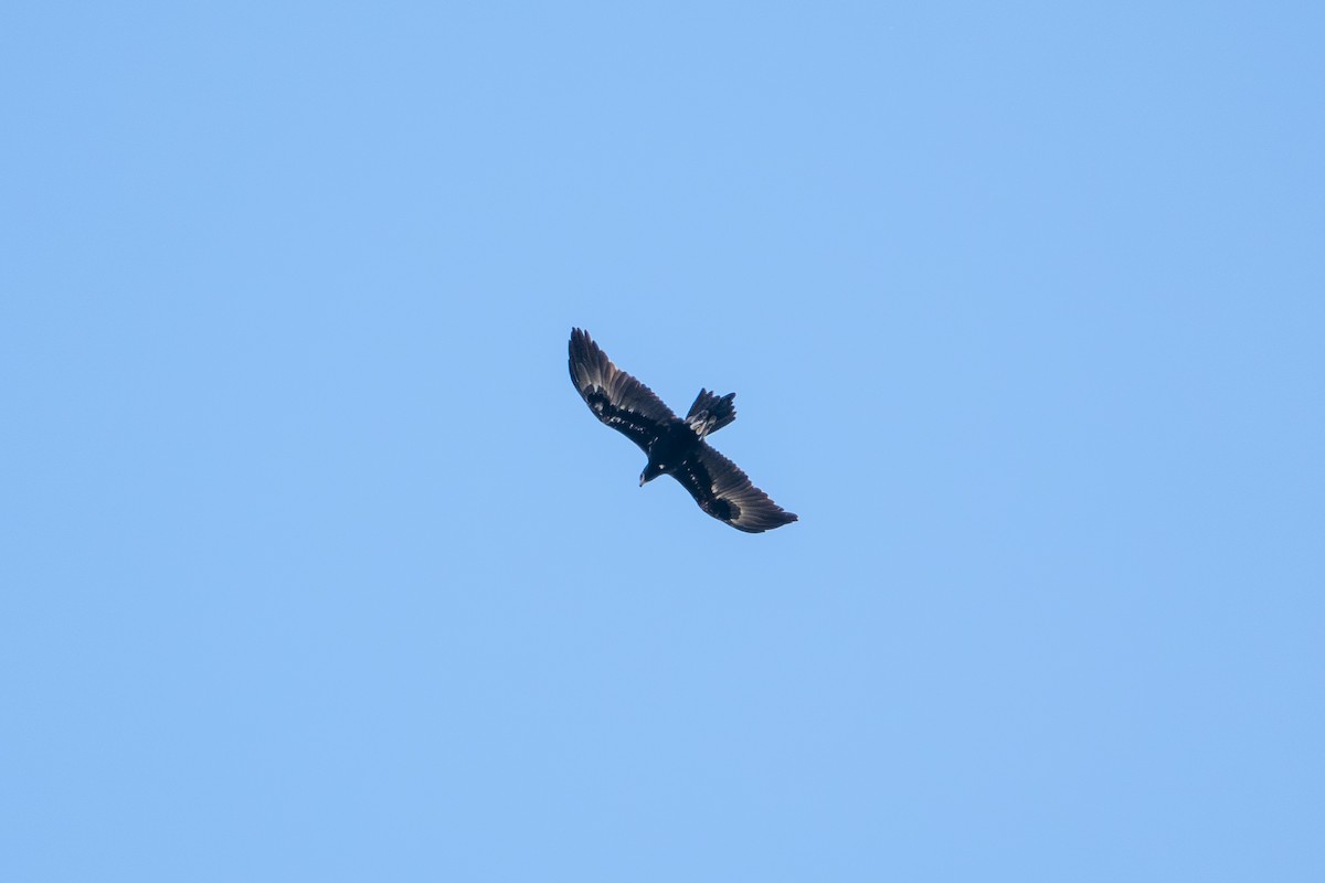 Wedge-tailed Eagle - ML646415413