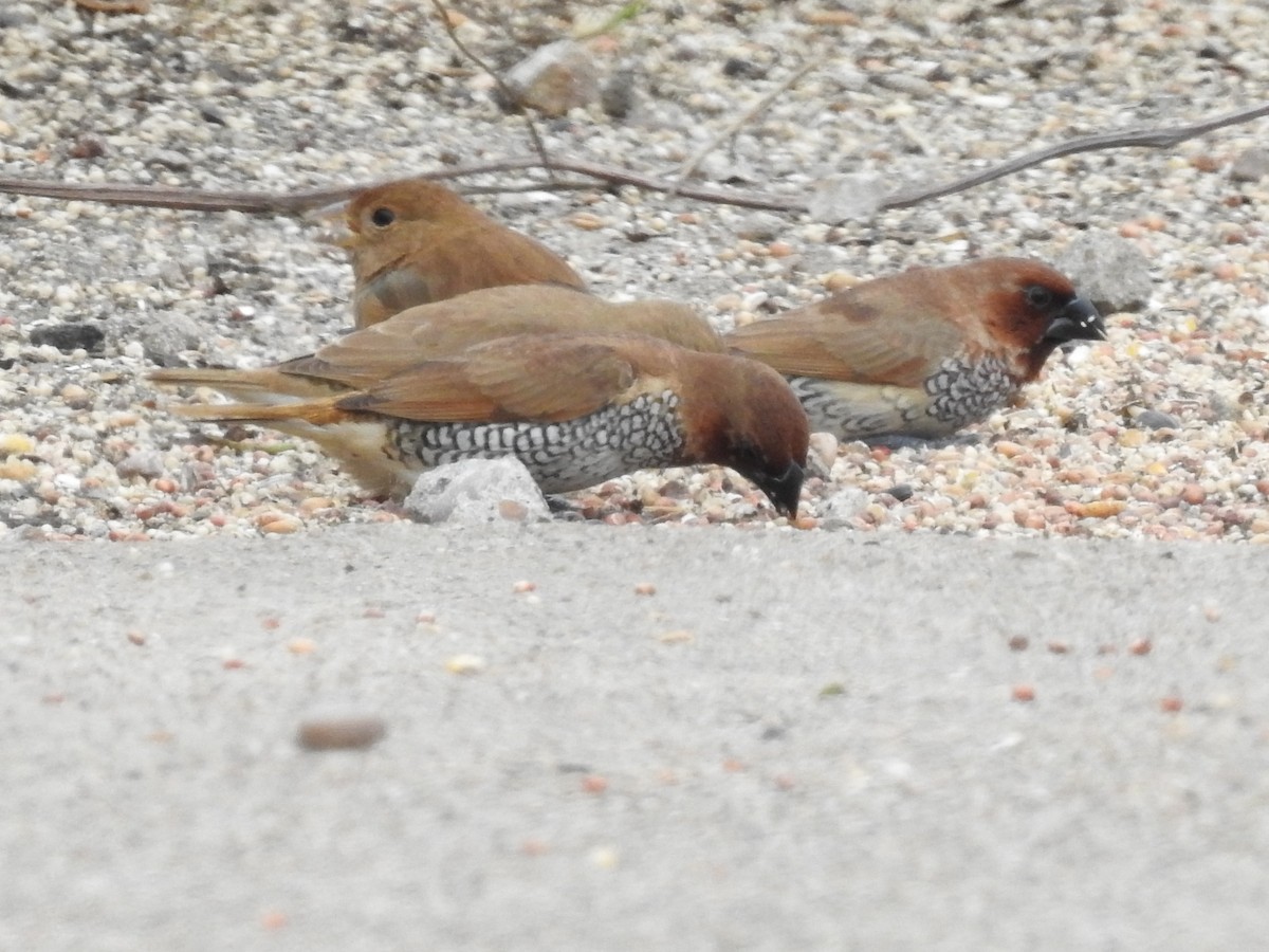 Scaly-breasted Munia - ML646415415