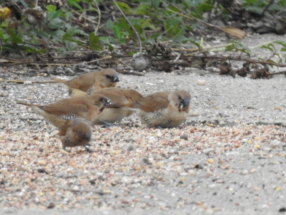 Scaly-breasted Munia - ML646415416