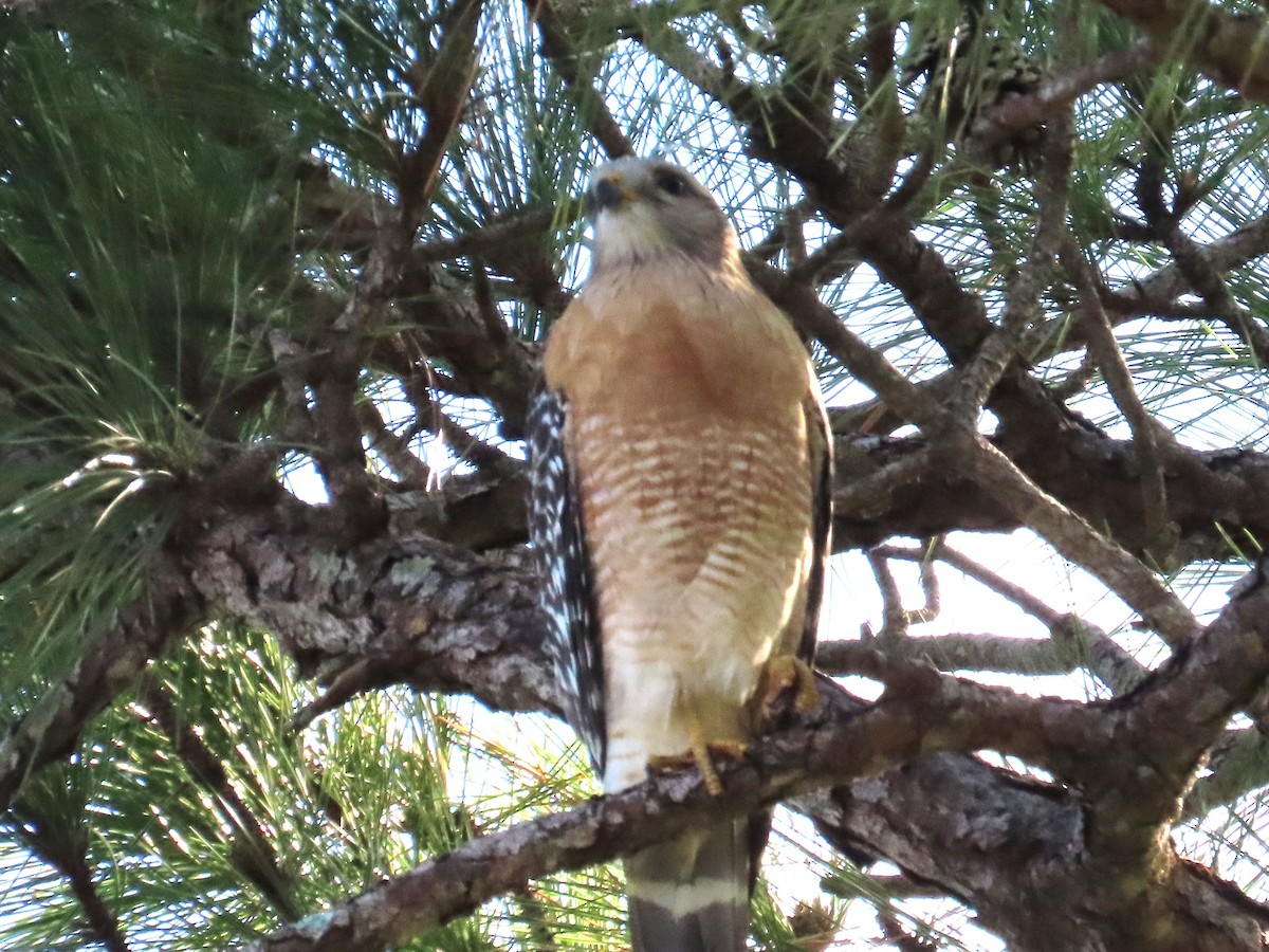 Red-shouldered Hawk - ML646415417