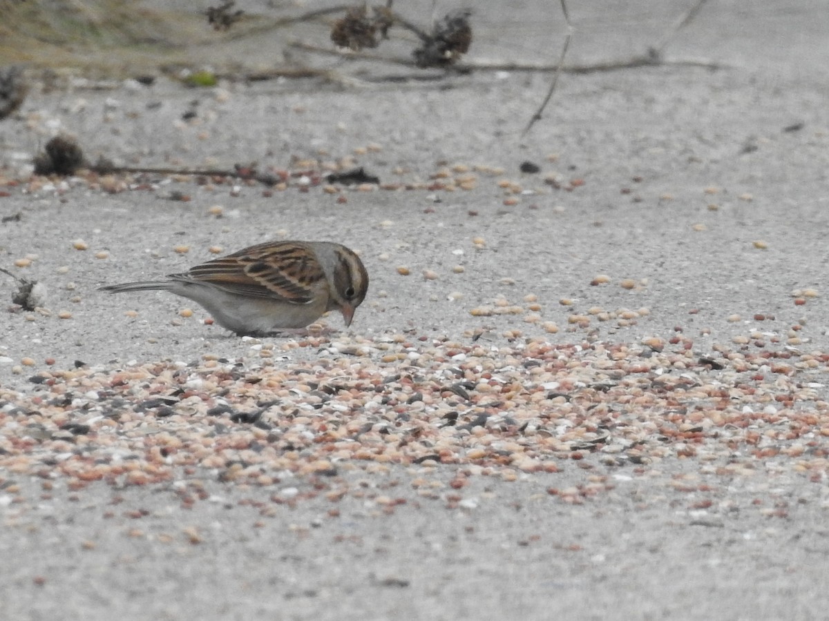 Chipping Sparrow - ML646415418