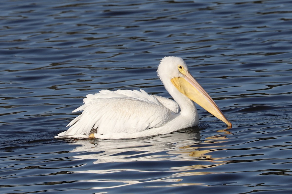 American White Pelican - ML646415419