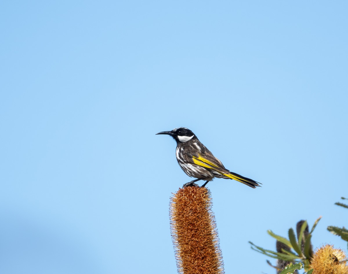 White-cheeked Honeyeater - ML646415421