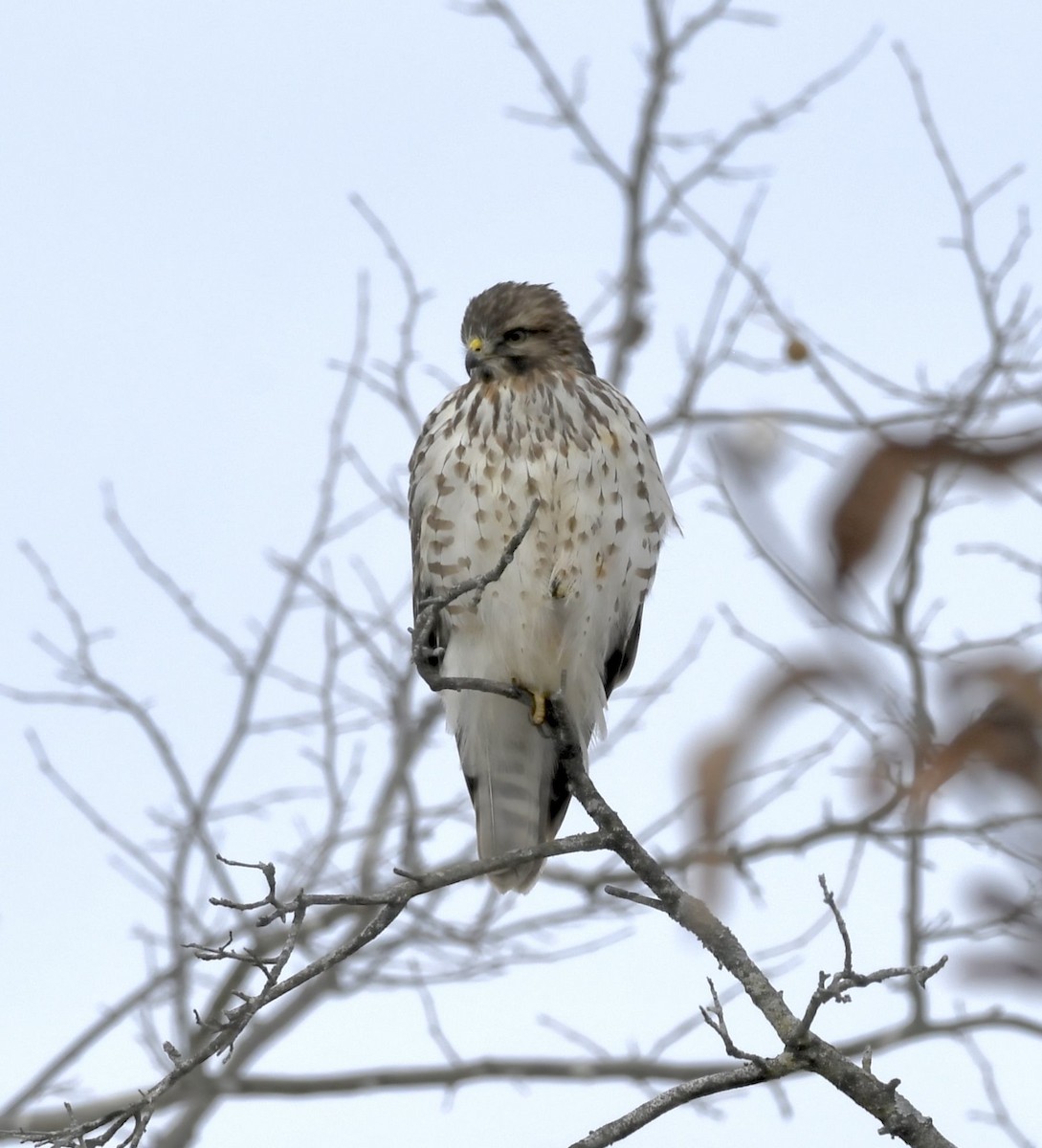 Busardo Pechirrojo - ML646415422