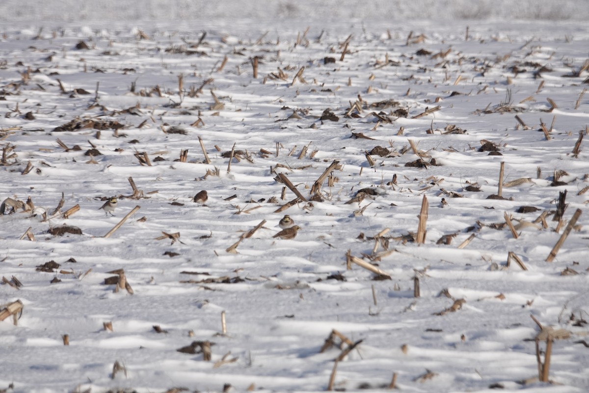 Horned Lark - ML646415423