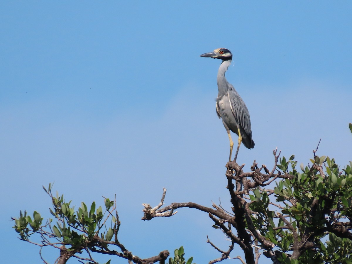 Yellow-crowned Night Heron - ML646415424