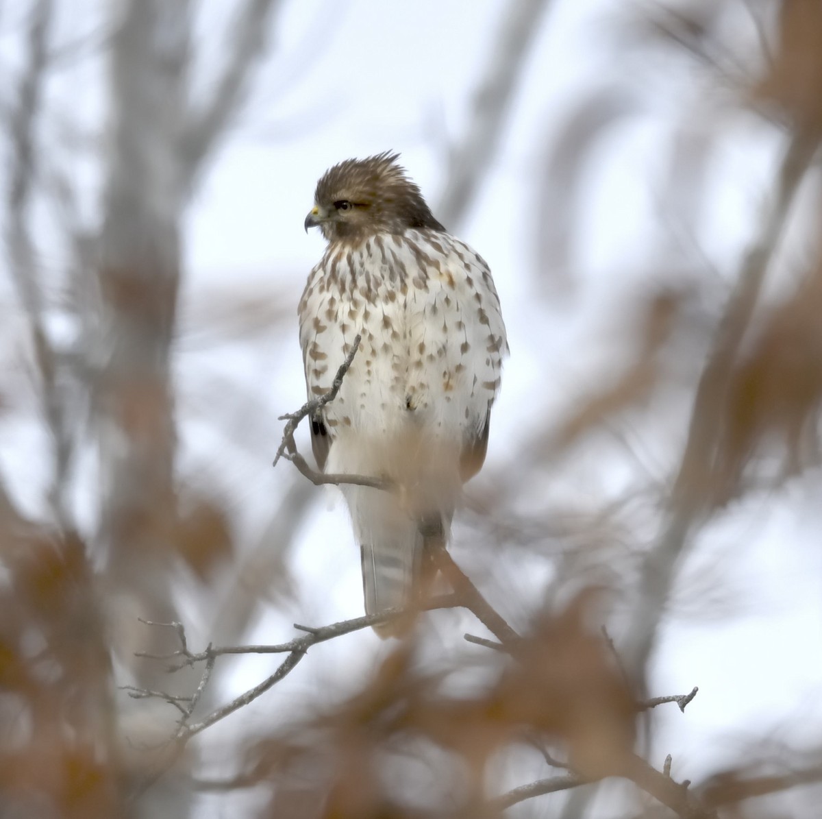 Busardo Pechirrojo - ML646415426