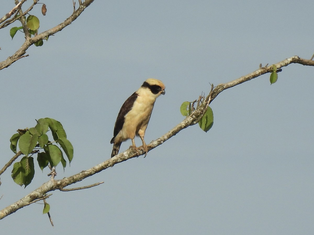 Laughing Falcon - ML646415427