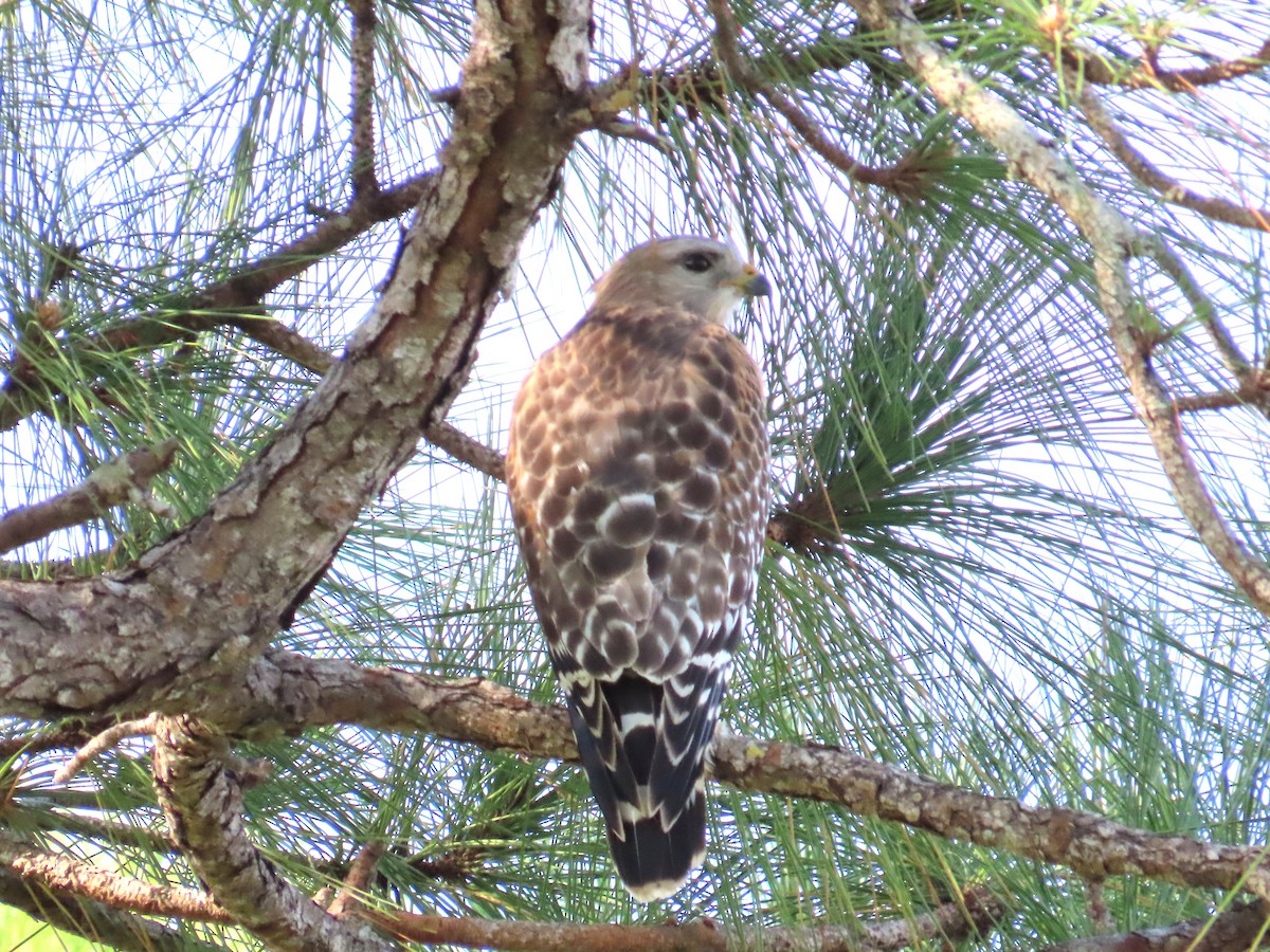 Red-shouldered Hawk - ML646415428
