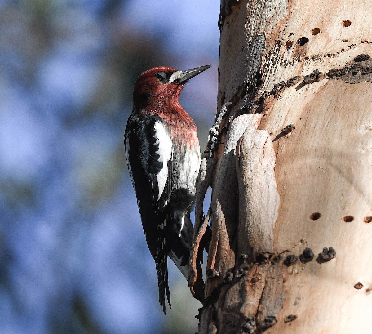Red-breasted Sapsucker - ML646415429
