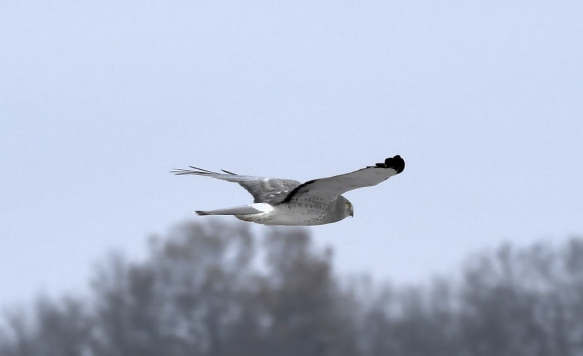 Aguilucho de Hudson - ML646415430