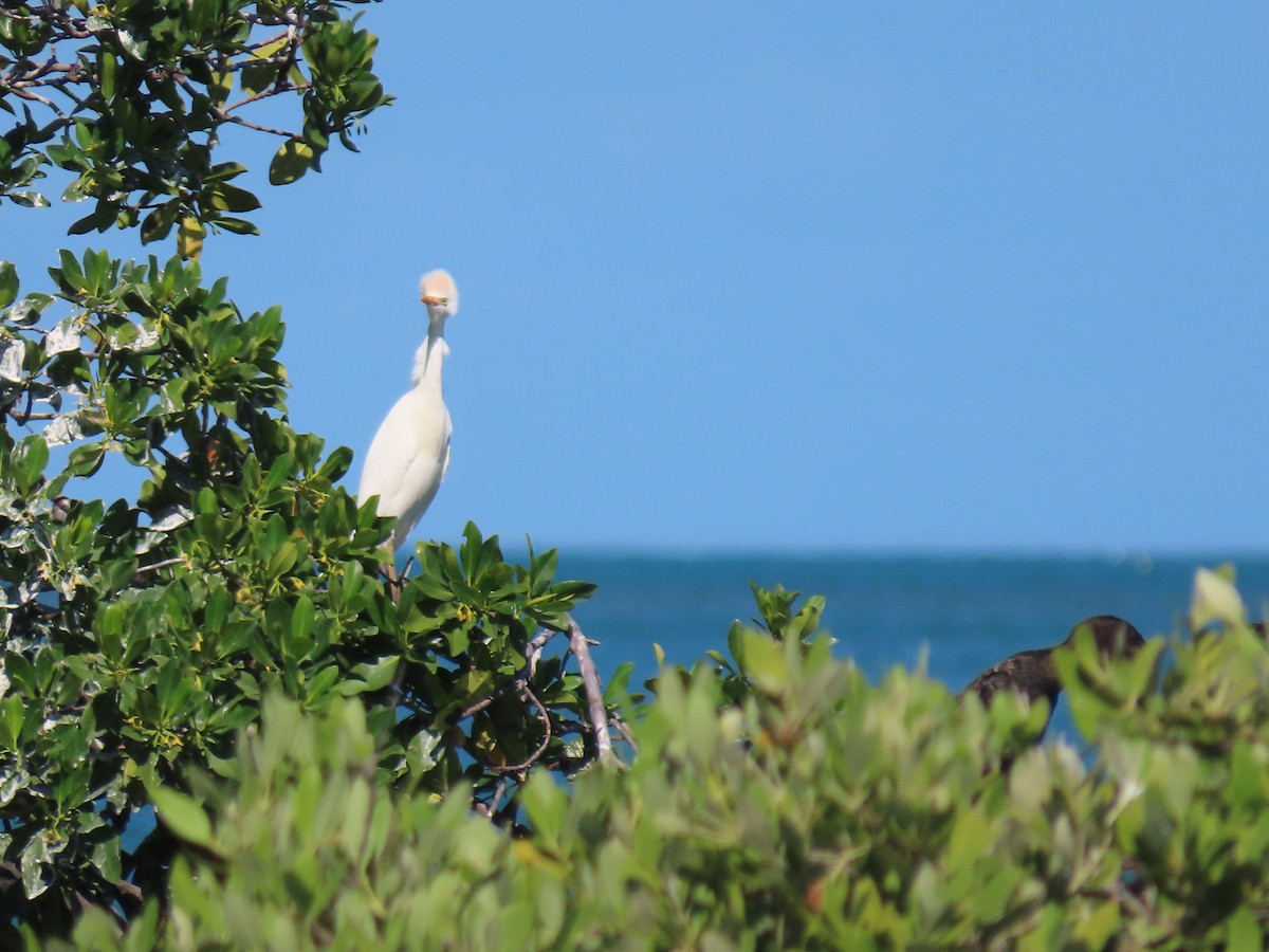 Western Cattle-Egret - ML646415431