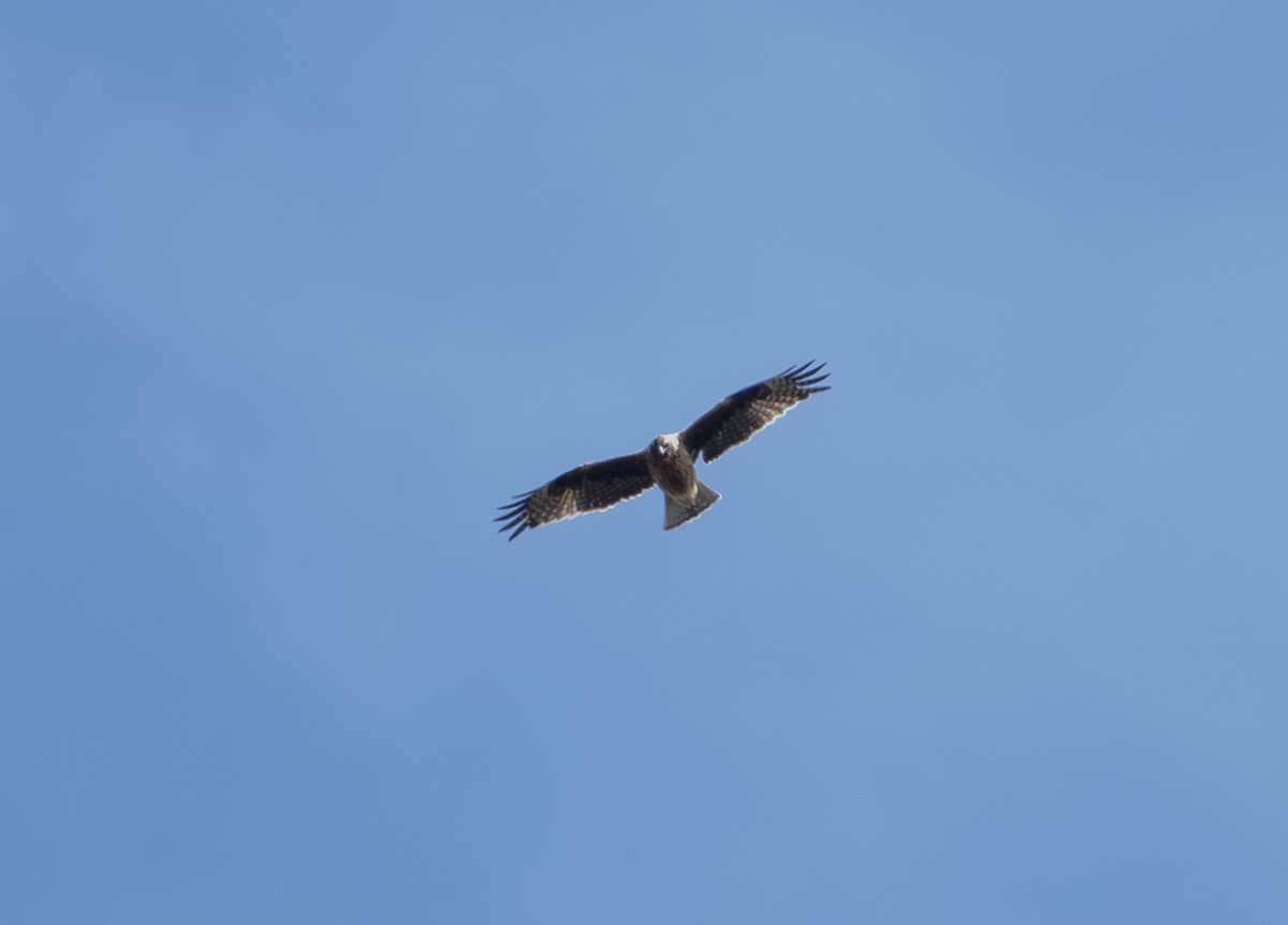 Little Eagle - ML646415433