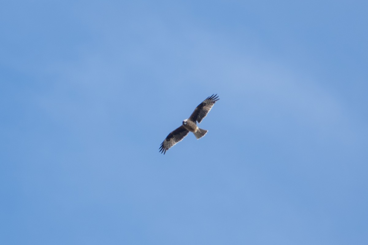 Little Eagle - ML646415434