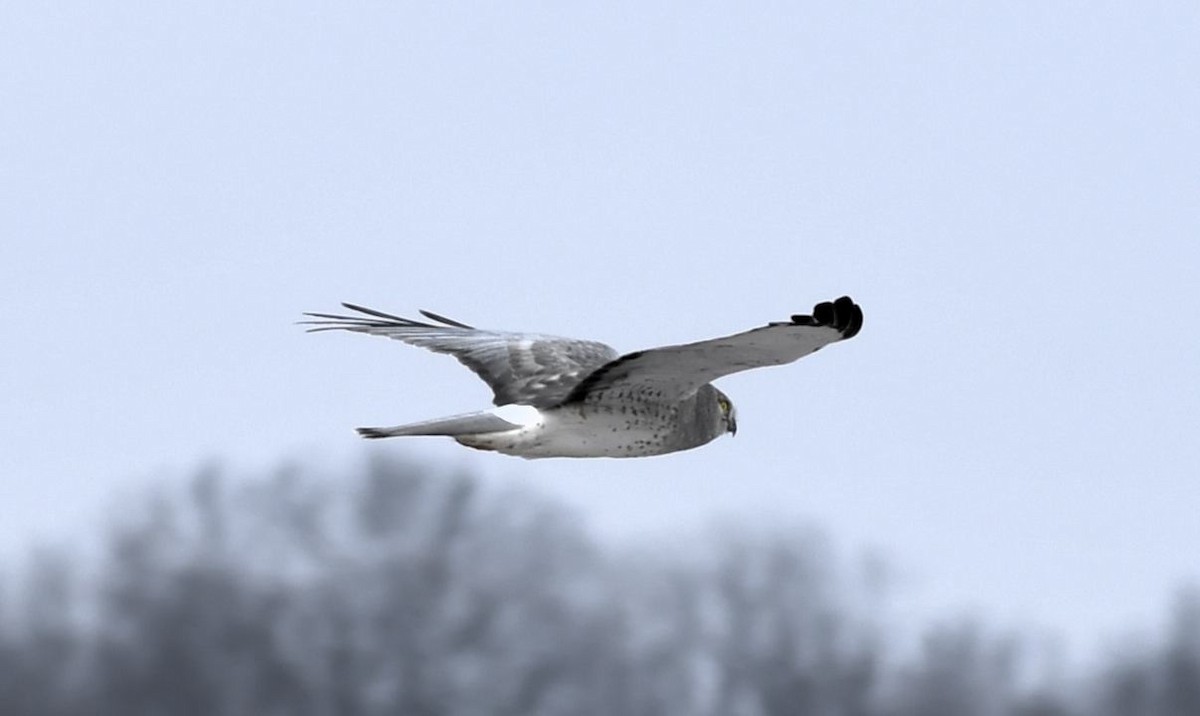 Aguilucho de Hudson - ML646415435