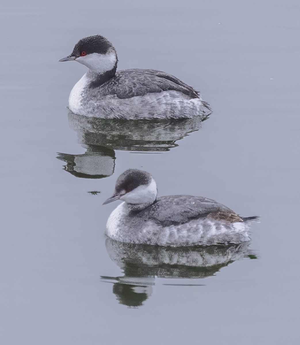 Пірникоза червоношия - ML646415436