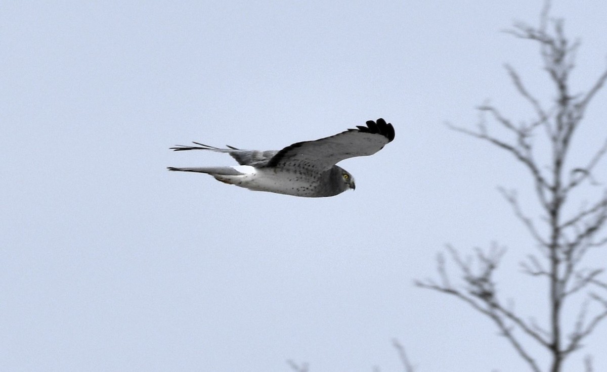Aguilucho de Hudson - ML646415437