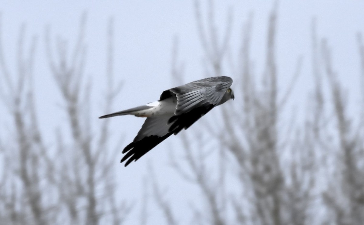 Aguilucho de Hudson - ML646415438