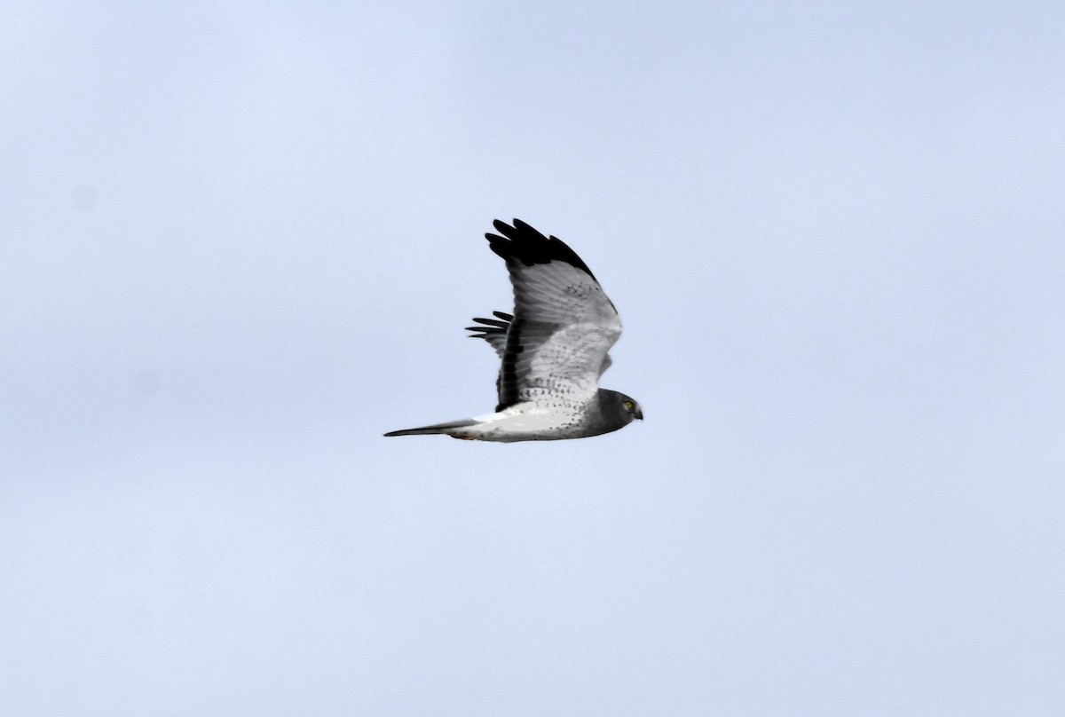 Aguilucho de Hudson - ML646415441