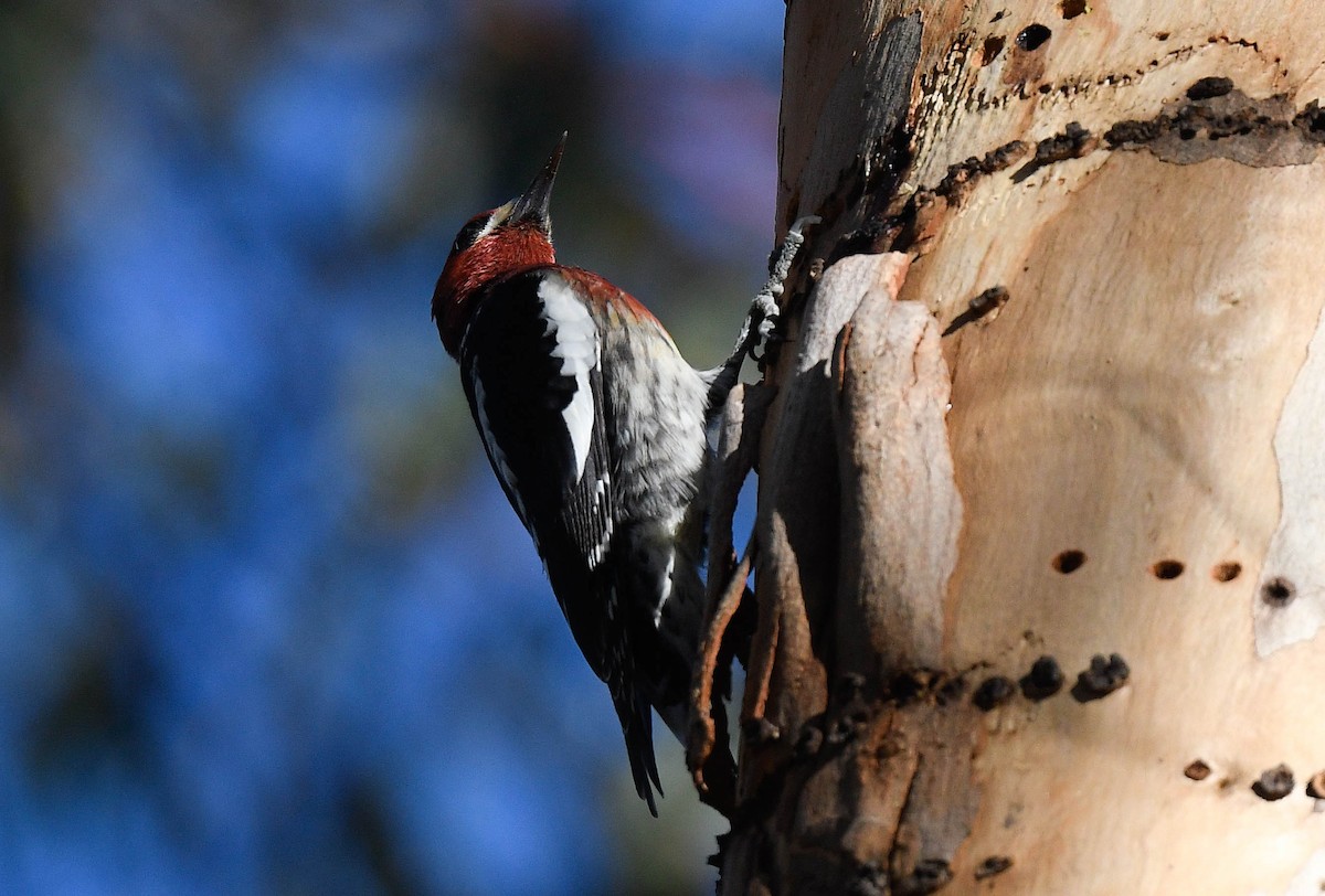 Red-breasted Sapsucker - ML646415443
