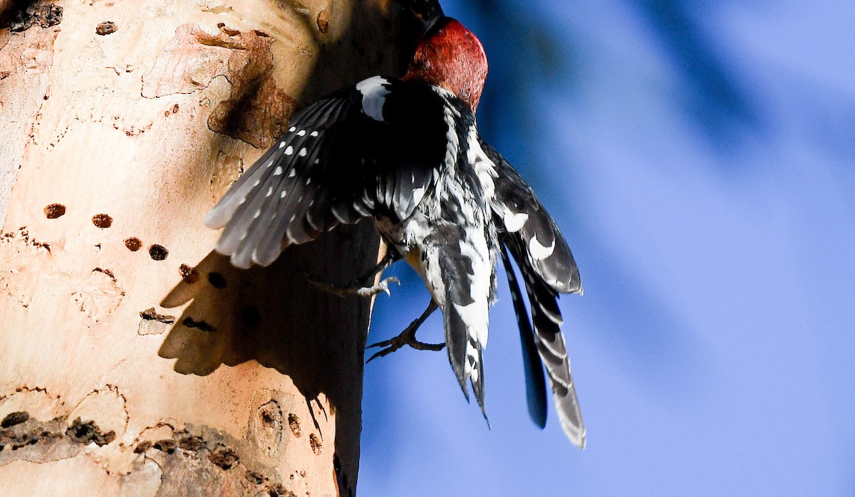 Red-breasted Sapsucker - ML646415444