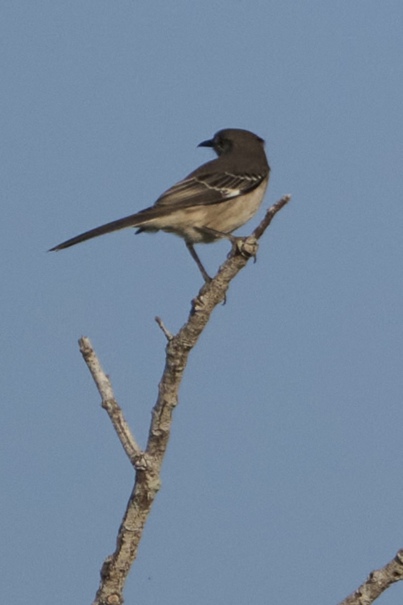 Northern Mockingbird - ML646415445