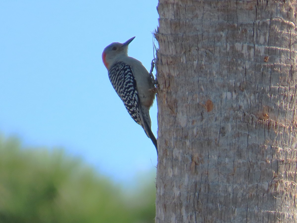 Red-bellied Woodpecker - ML646415447